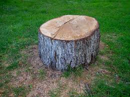 How Our Tree Care Process Works  in  Forest Park, OH
