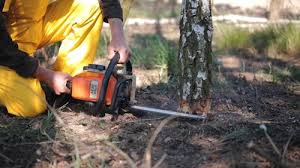 Best Tree Health Inspection  in Forest Park, OH