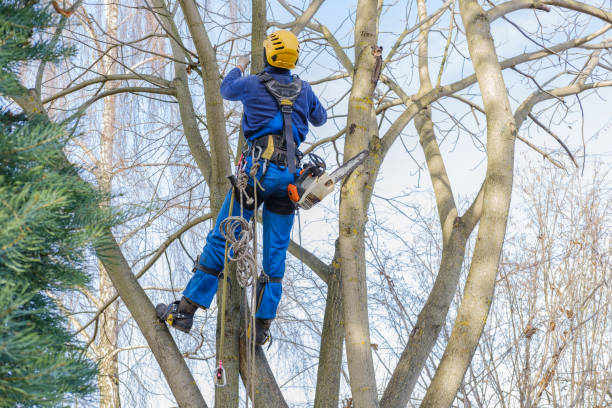  Forest Park, OH Tree Care Pros