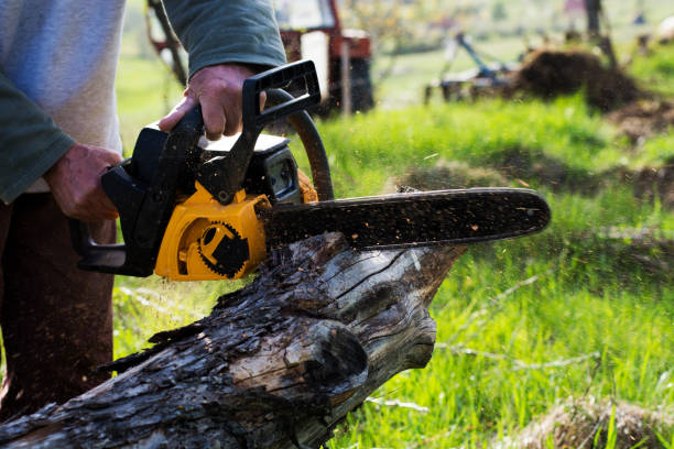 Best Firewood Processing and Delivery  in Forest Park, OH