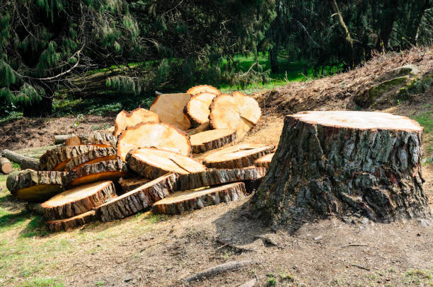 Best Storm Damage Tree Cleanup  in Forest Park, OH
